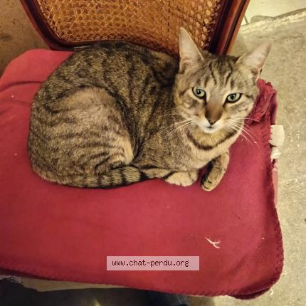 Photo 1/1 Tigrou Chat lost in Bussiere st georges