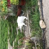 Picture of cat lost at Crozant