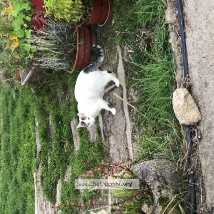 Photo 1/1 April Chat lost in Crozant