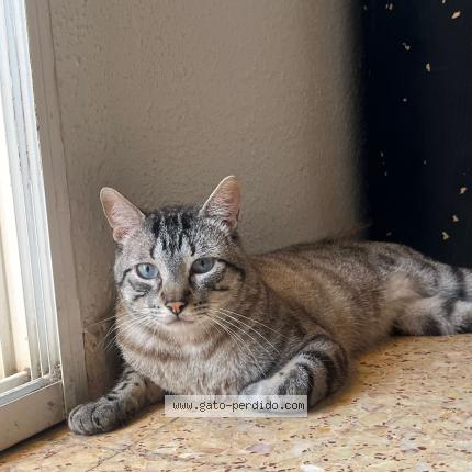 Photo 1/1 Coco Chat lost in Benetusser