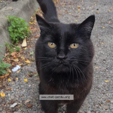 Photo 1/4 Found cat Found in Pamiers