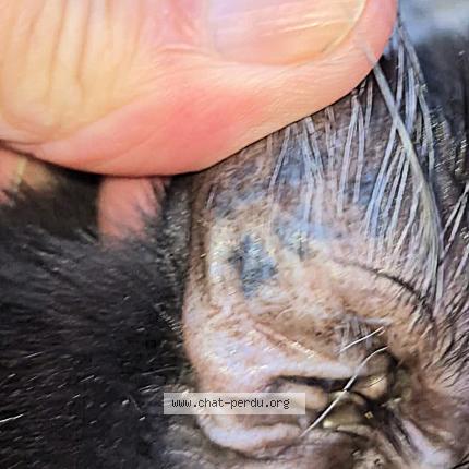 Photo 2/4 Found cat Found in Pamiers