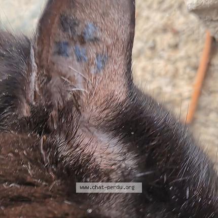 Photo 4/4 Found cat Found in Pamiers