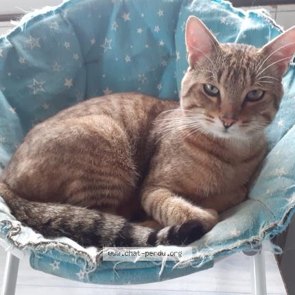 Photo 1/1 Guigui Chat lost in Maiche