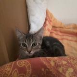 Picture of cat lost at Larnas