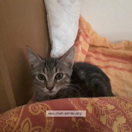 Photo 1/1 Cat reunited Lost in Larnas