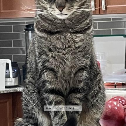 Photo 1/1 Cat reunited Lost in Woodbridge