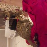 Picture of cat found at Merignies