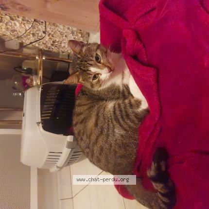 Photo 1/1 Cat reunited Found in Merignies