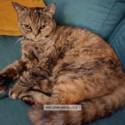 Photo 1/1 Cannelle Chat lost in Hornu