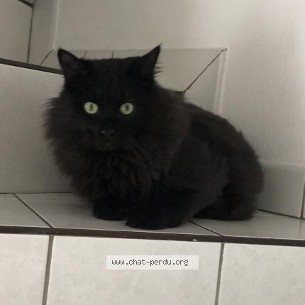 Photo 1/1 Tyson Chat lost in Annecy le vieux