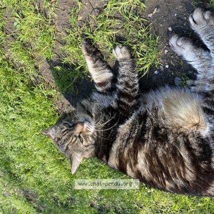 Photo 1/1 Minou Chat lost in Alleur