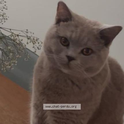 Foto 1/1 Kat teruggevonden Vermist in Antwerpen