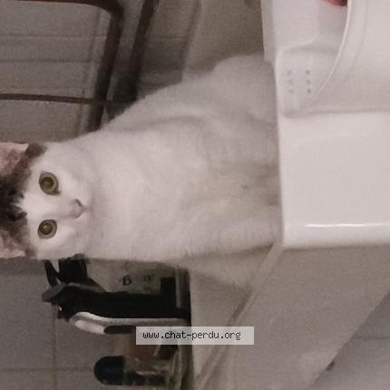 Foto van vermiste kat in Herstal
