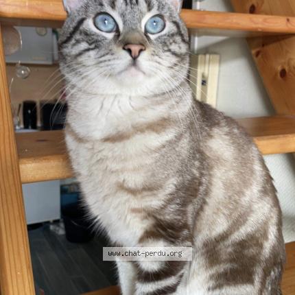 Photo 1/1 Haze Chat lost in Tourcoing