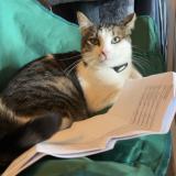 Picture of cat lost at Remoray