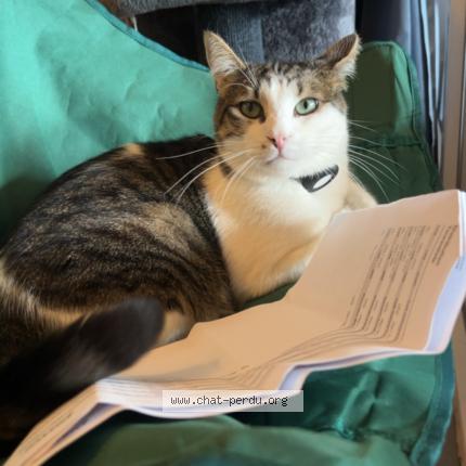 Photo 1/2 Filou Chat lost in Remoray