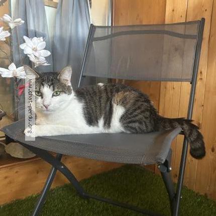 Photo 2/2 Filou Chat lost in Remoray