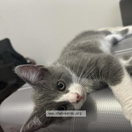 Photo 1/4 Sativa Chat lost in Vesoul