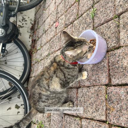 Photo 1/1 Found cat Found in Nantes