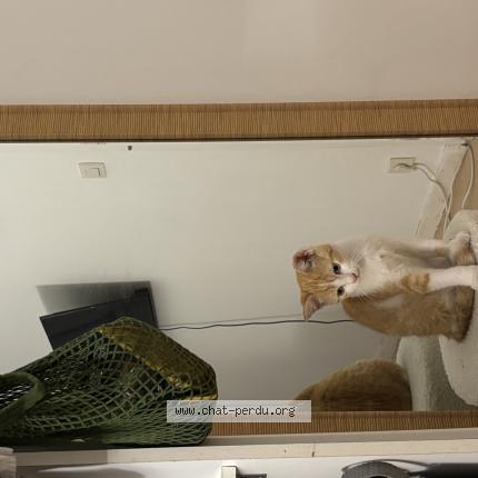 Photo 1/1 Ginger Chat lost in Saint laurent des autels