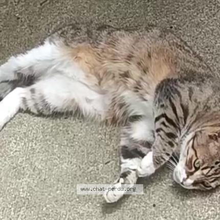 Photo 1/1 Mistigri Chat lost in St egreve