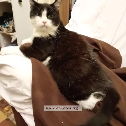 Photo 1/1 Lucky Chat lost in Villers la ville