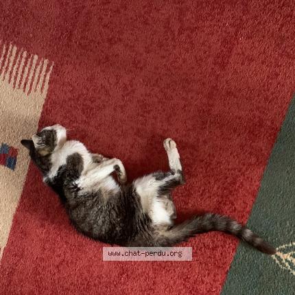 Photo 1/1 Found cat Found in Braine l alleud