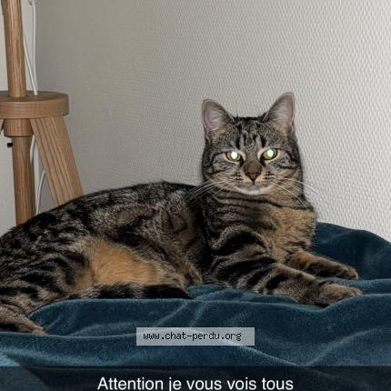 Photo 1/1 Minnie Chat lost in Quint fonsegrives