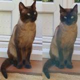 Picture of cat found at Frejus