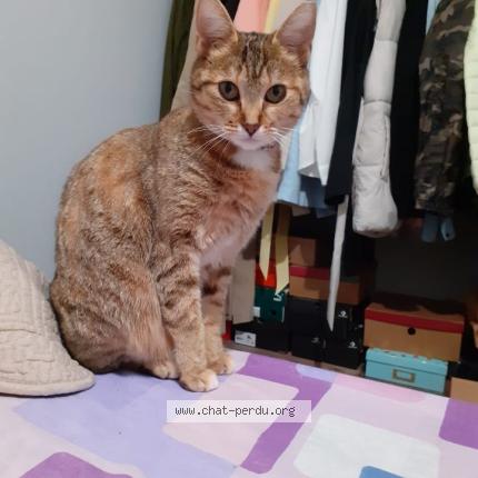 Photo 1/1 Sayana Chat lost in Camon