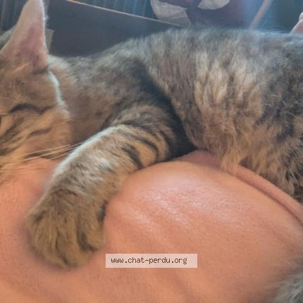 Photo 1/1 Cat reunited Found in Villeurbanne