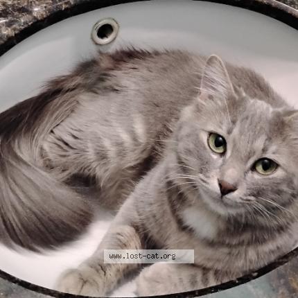 Photo 1/1 Sharky Chat lost in Portage la prairie