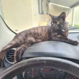 Picture of cat lost at Breuillet