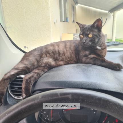 Photo 1/1 SIMBA Chat lost in Breuillet