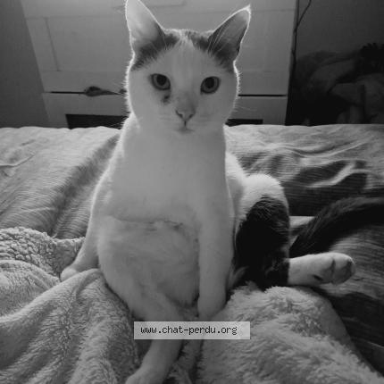 Photo 1/1 Pix Chat lost in Toulouse occitanie