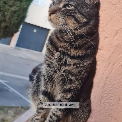 Photo 2/2 Tokyo Chat lost in Saint raphael