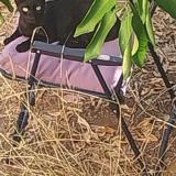 Picture of cat lost at Toulon