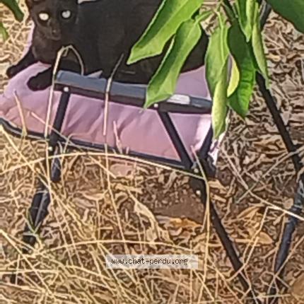 Photo 1/1 PILOU Chat lost in Toulon