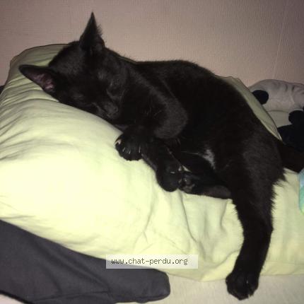 Photo 1/1 minuits Chat lost in Cugnaux