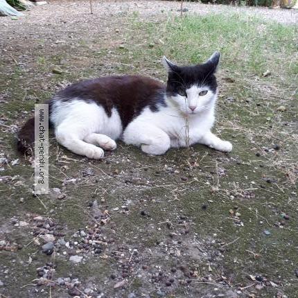 Photo 1/1 Filou Chat lost in Hyeres