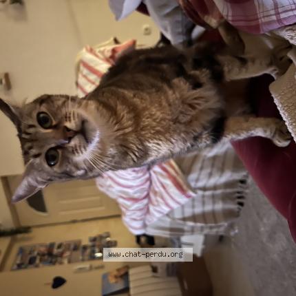 Photo 1/1 Simba Chat lost in Mussidan