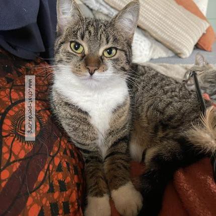 Photo 1/3 BOULETTE Chat lost in Chateaudun