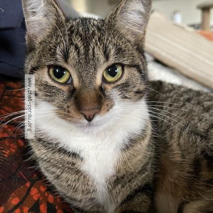 Photo 2/3 BOULETTE Chat lost in Chateaudun