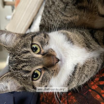 Photo 3/3 BOULETTE Chat lost in Chateaudun