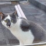 Picture of cat lost at Rhode Saint Genese