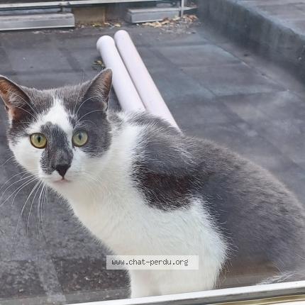 Photo 1/1 Petit Bernard Chat lost in Rhode saint genese
