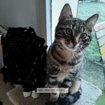 Photo 1/1 FRANCIS DUHAMEL Chat lost in Yvetot