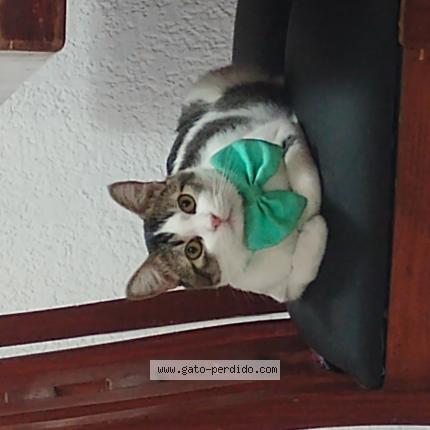 Photo 1/1 Kokoro Chat lost in Ciudad de mexico