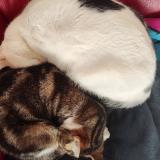 Picture of cat lost at Chauray